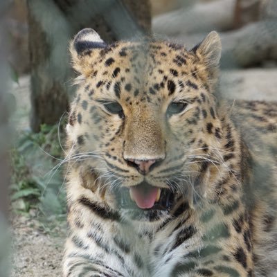 アルル、チャイムファン💕 で安佐動物園に良く行きます。あちこちの動物園、水族館巡りしたいなぁ