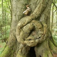 Border Trees (@rainb47) 's Twitter Profile Photo Border Trees (@rainb47) 's Twitter Profile Photo