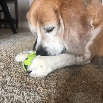 beagsdog Profile Picture