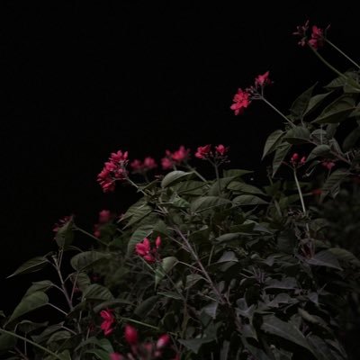 Aeooshah3's profile picture. 