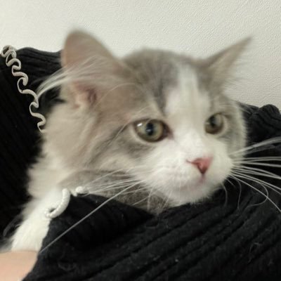 2021/09/18👑 ♂ラガマフフィン 僕の日常を🐈⬛ お友達募集(๑・㉨・๑) 無言フォロー&RT&いいね大歓迎です♥︎︎∗︎*゚