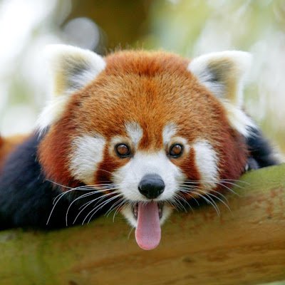 Archange0007's profile picture. #KCORPWIN