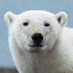 SmilingBear (@smilingbear7) Twitter profile photo SmilingBear (@smilingbear7) Twitter profile photo