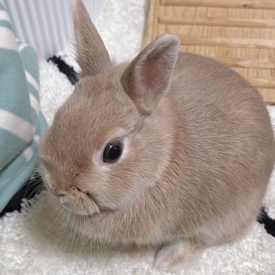 うさぎのプティ🥕2021/4/3生まれの箱入りうさぎさん♀ 🐰｛飼い主に溺愛されて困ってます) うさぎさんとの暮らしを映え関係なくつぶやきます笑笑 さぁ！みんなでレッツモフモフ！ #うさぎのプティ