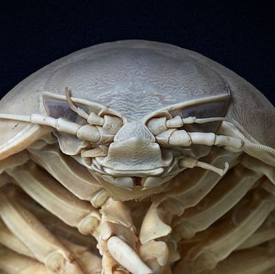 Isopod Jones