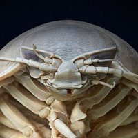 Isopod Jones(@gluino78) 's Twitter Profile Photo