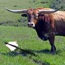 Chris Thome - @ROW_Pro - Twitter