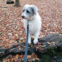 LeviTheDog2021 (@levithedog2021) 's Twitter Profile