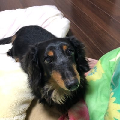 前のアカウトが消えので新たに作りました💦京都でまったりポケGOやってます😄クチート、トゲピー大好き💕そない浮上しないですが仲良くして下さい🥺フレンドは随時受け付けてますのでお気軽に(^o^)/無言フォロー失礼します💦