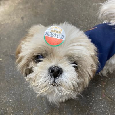 16年2ヶ月一緒にいた相棒（🐶）が虹🌈の橋を渡っていきました🥺。日々の心の隙間を癒すべくツイートしてます♪。 老眼のため、誤字脱字多々です😅他の人より、少しだけ🤏🏼子どもが多い🤭おかあちゃんです😆👩‍👩‍👧‍👦