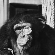 monocle_monkey's profile picture. rogue monkeyshiner evolving into stained glass dork