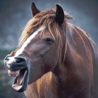 NTR・寝取り・寝取られフェチの宝箱 (@ntr_netorito) 's Twitter Profile Photo NTR・寝取り・寝取られフェチの宝箱 (@ntr_netorito) 's Twitter Profile Photo