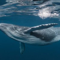 Zaz⭕⭕k (@zazookrl) 's Twitter Profile Photo