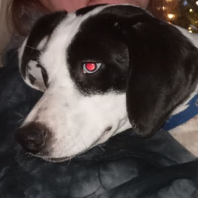 THEMothgawker's profile picture. All for Family, Dogs, Sun. Minister,
Affiliate streamer/sim + variety gamer
https://t.co/wznuVJzz86 GIANTS PARTNER  #EOS