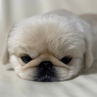 ラッキー(大福)🐶 (@s_c_boxer77) 's Twitter Profile