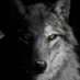 Âmarok Kirphin (@amarokirphin) Twitter profile photo Âmarok Kirphin (@amarokirphin) Twitter profile photo