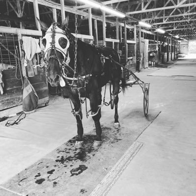 beaucam08's profile picture. the yellow rocket