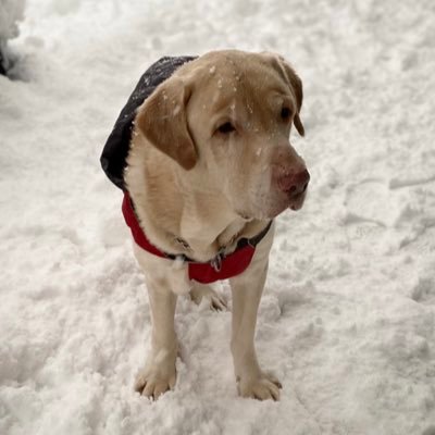 vassiakap's profile picture. 