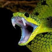 nemesi6923's profile picture. 