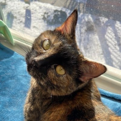 cubbytortie's profile picture. my names is cubby,. u can cale me bert. am 3 yeres old., I lofe. my worme toye and my mombe- @enragedteacup stinke stepsbrothor- @otisthecat69