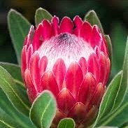 FranziskaRueedi's profile picture. historian @uzh