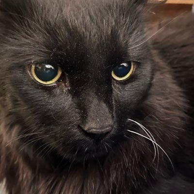 glenjay3's profile picture. Productivity unit. Microplastics storage & transportation device. Dodgers fan. Living small and bright in Hollywood CA. Are we jigglin' or… #CommenceToJigglin