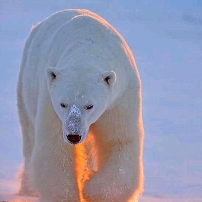 felixawa's profile picture. 