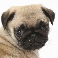 Pug Onguard(@PugOnguard) 's Twitter Profile Photo