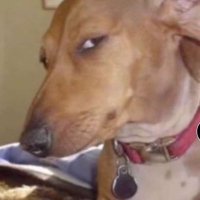 KryptoKway (@joshua58280844) 's Twitter Profile