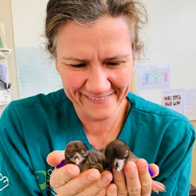 Avian & Wildlife Veterinarian. Obsessed with penguins and parrots and their conservation! Founder, Director, Senior Wildlife Vet at Dunedin Wildlife Hospital!