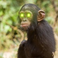 Corona Greenape (@edgarape2) 's Twitter Profile