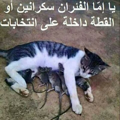 mo33380427's profile picture. 