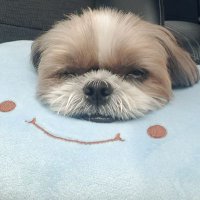 施嘟嘟 (@ca731208) 's Twitter Profile