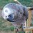 FeatherrBrrain's profile image