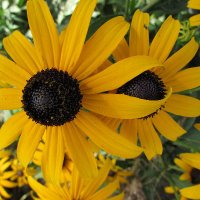Marilyn. Vote Harris/Walz. ☮️🇺🇦🌻🟧🌊 (@back2marpy) 's Twitter Profile