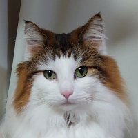 MUI (@muimuimoka) 's Twitter Profile Photo