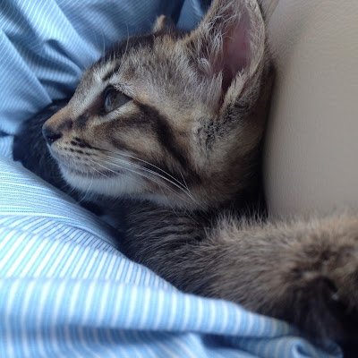 CharlesYau's profile picture. 