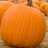MaxwellsPumpkin's profile image