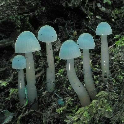 preesleyy's profile picture. ☾︎°• karchez y perxitaa •°☽︎
    •°he/she°•