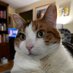 Dan The Cat Man Trachtenberg (@dantracht) Twitter profile photo Dan The Cat Man Trachtenberg (@dantracht) Twitter profile photo