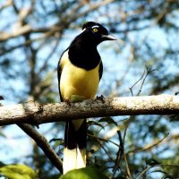 Cancão do Ceará (@cancaodoceara) 's Twitter Profile Photo Cancão do Ceará (@cancaodoceara) 's Twitter Profile Photo