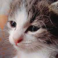 Ejgambalan (@ellengambalan) 's Twitter Profile