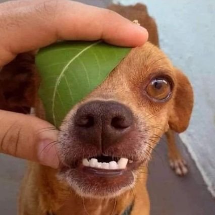 afro_Orca's profile picture. Nobody special on da web