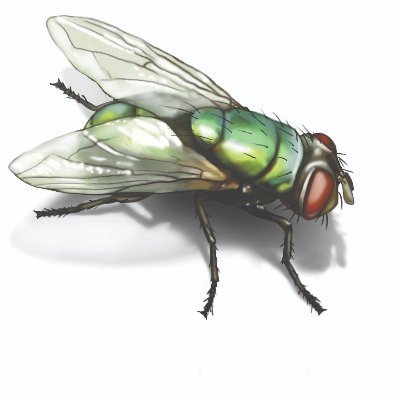 robfly6's profile picture. 