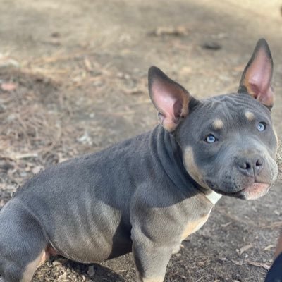 223BullyCamp's profile picture. 