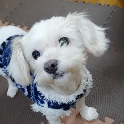 gemoten_'s profile picture. MHWilds 大剣TA