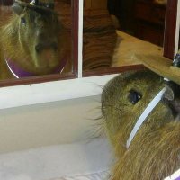 pseudogostosa (@webcansade) 's Twitter Profile