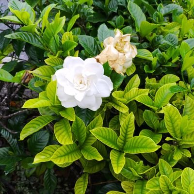 dandelion0415's profile picture. 