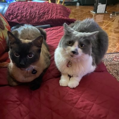 Detroit Redwings fan. Happy to have our two new kitties. Fully vaxxed and boosted. #VoteBlueToSaveAmerica #FBR, MAGGOTS Blocked
