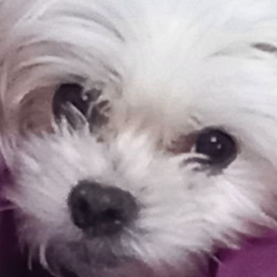 삼치 트친소찾아가는중さんのプロフィール画像